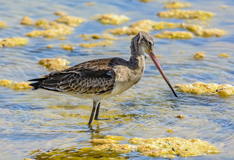 Black-tailed Godwit