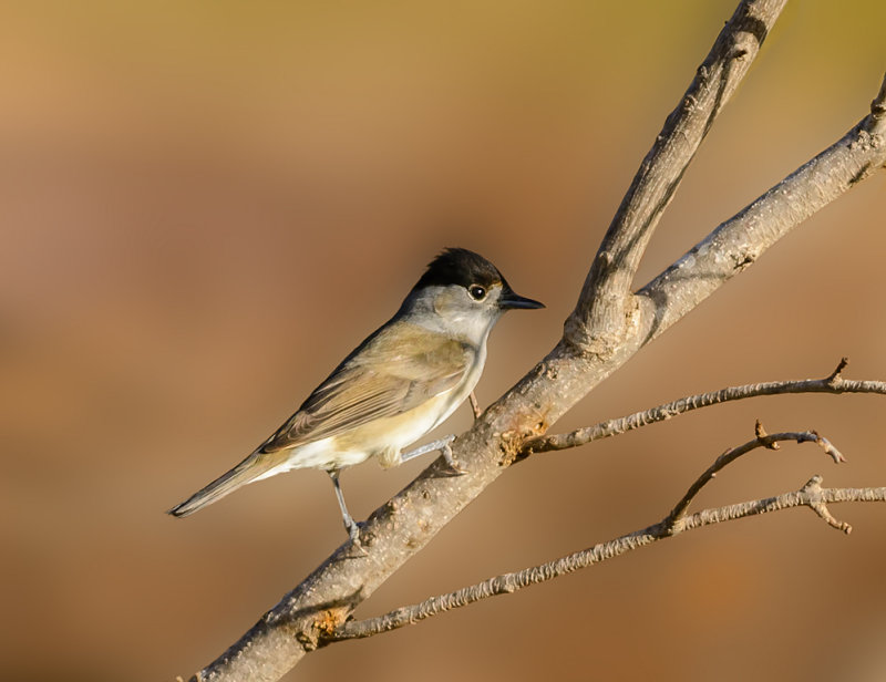 Sardinian Warbler