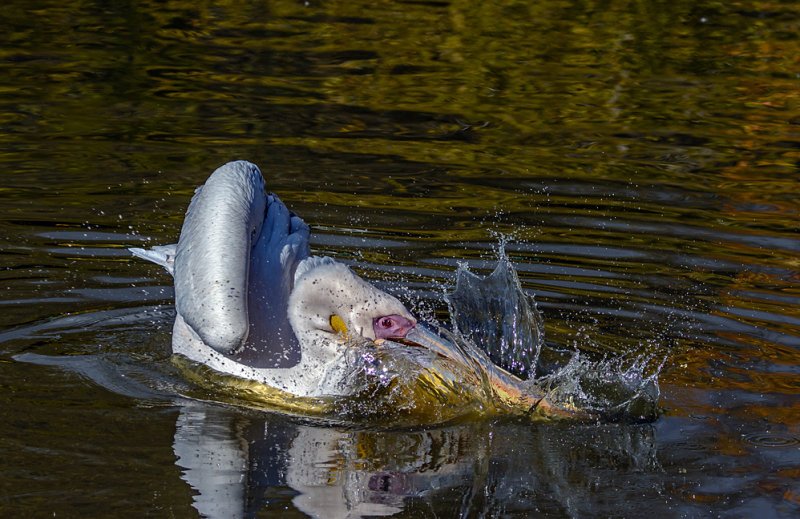 The plunge