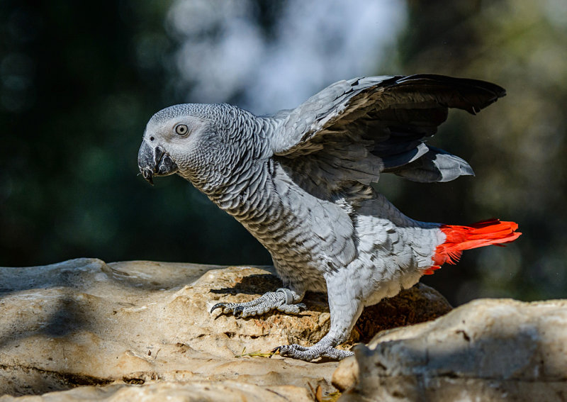  African grey parrot (Psittacus erithacus)