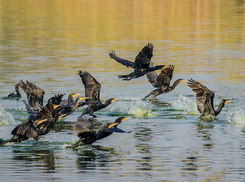 The Flight of the Cormorants