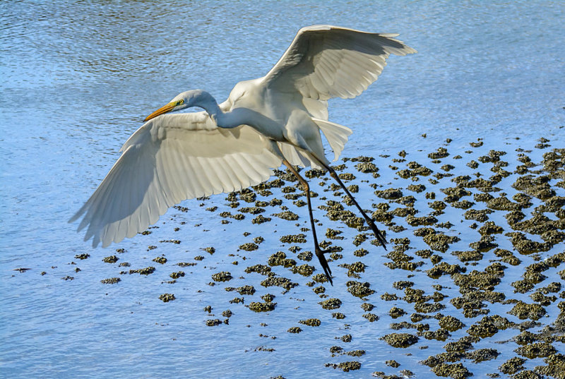 A bird or an angel ?