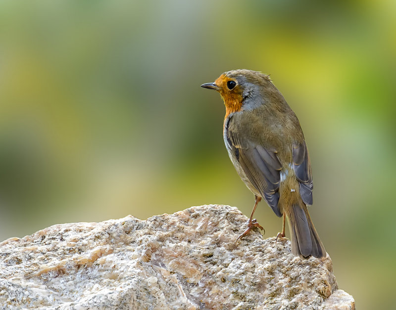 Yet another robin