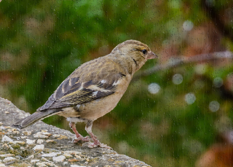  A rainy day