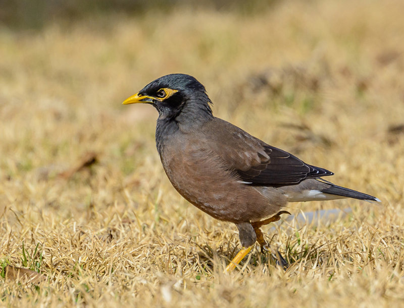 Myna