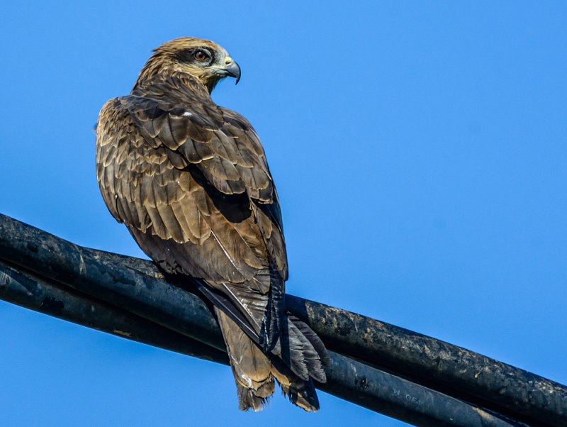 Black Kite