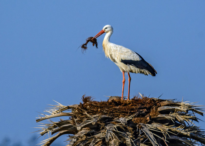 Building a nest
