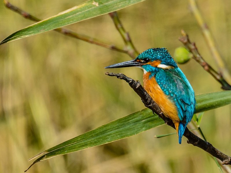 Common Kngfisher