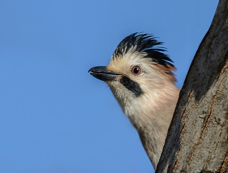 Jay