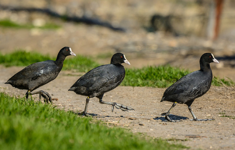 Red Knobed Coot