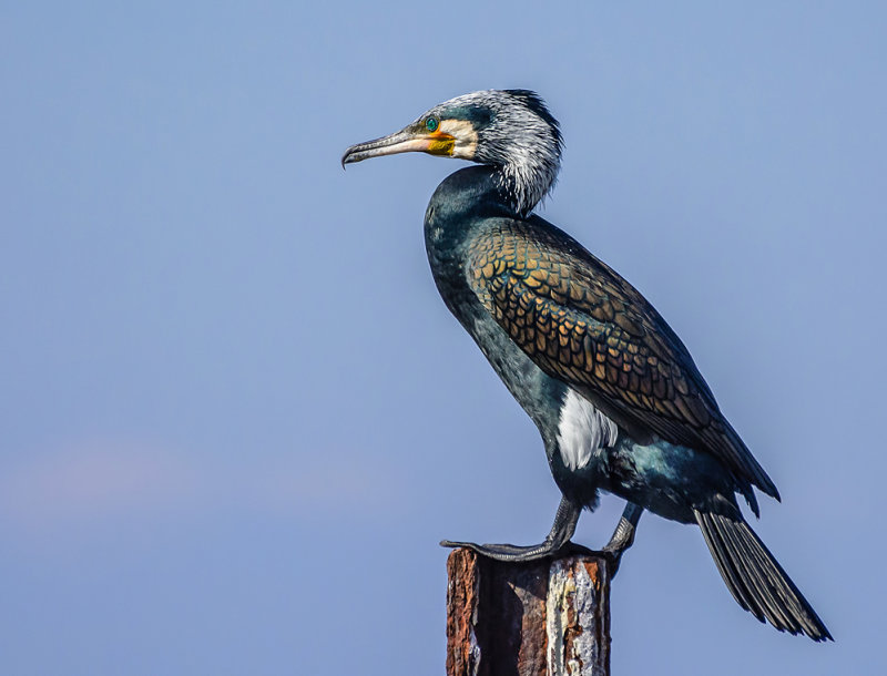 Great Black Cormorant