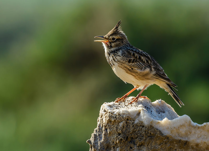 Crested Lark