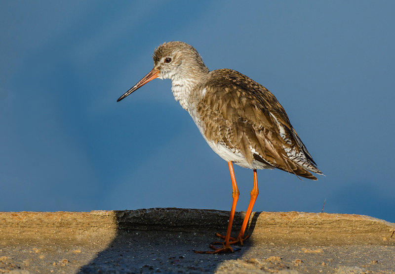 Redshank