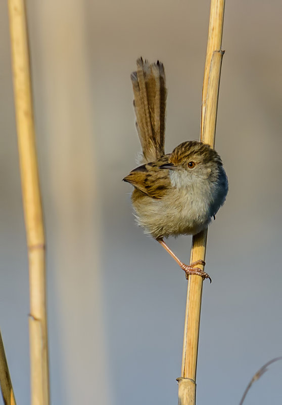 Graceful Prinia