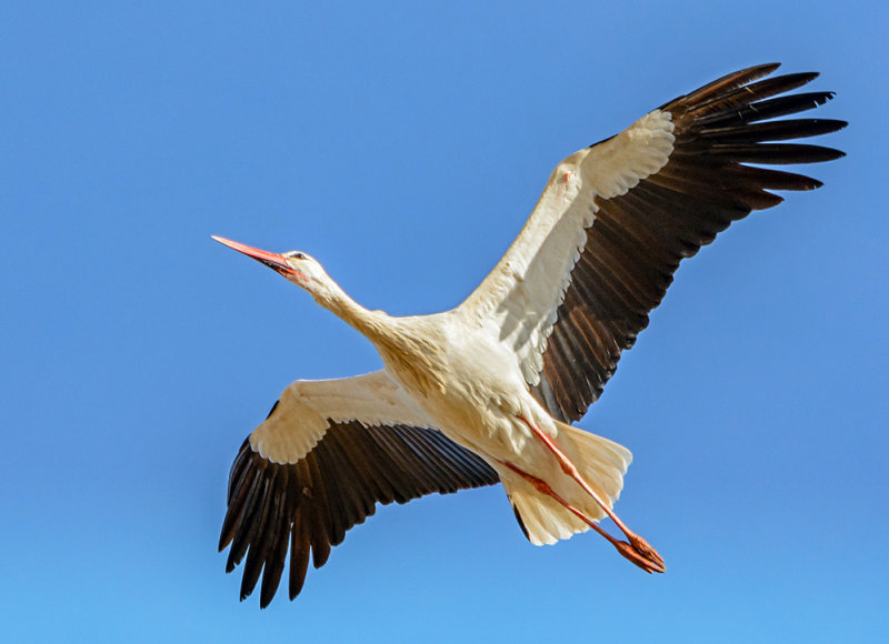 White Stork