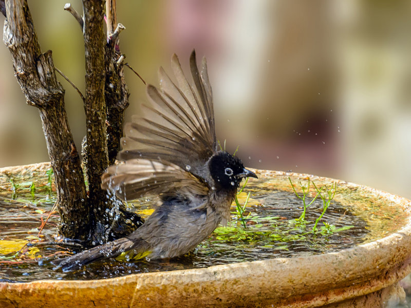 The bathing bulbul