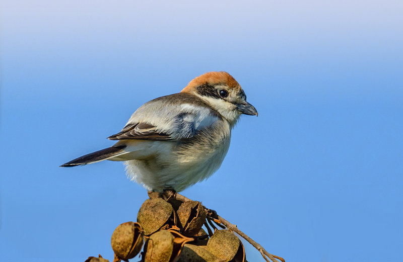 Woodchat Shrike