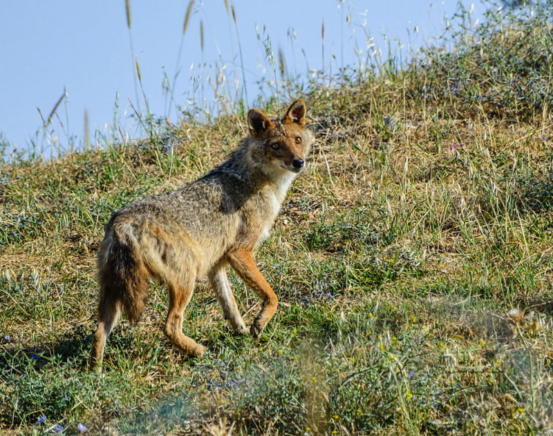 A female jackal