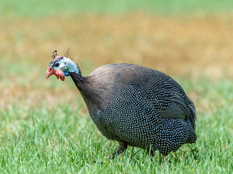 Helmeted Guinea fowl