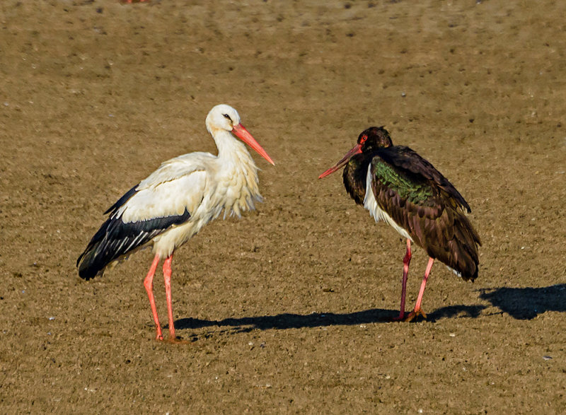 Two gossip II