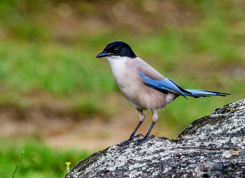 Azure-winged magpie