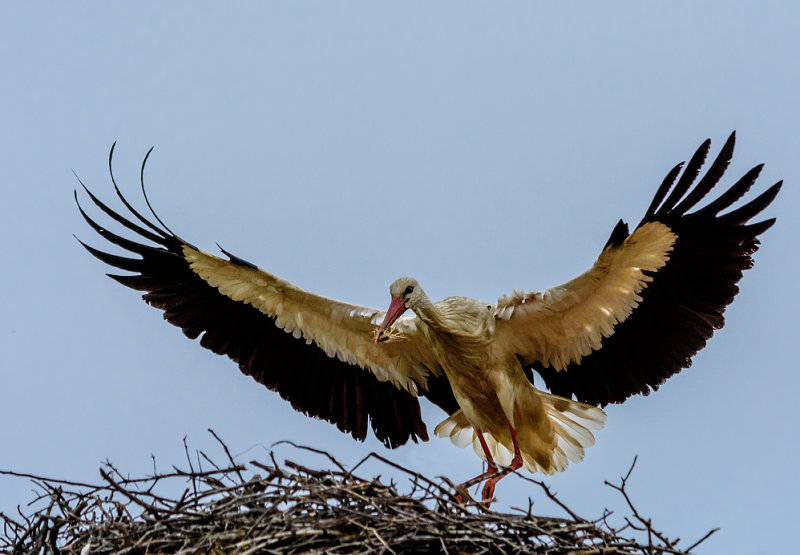 The storks nest