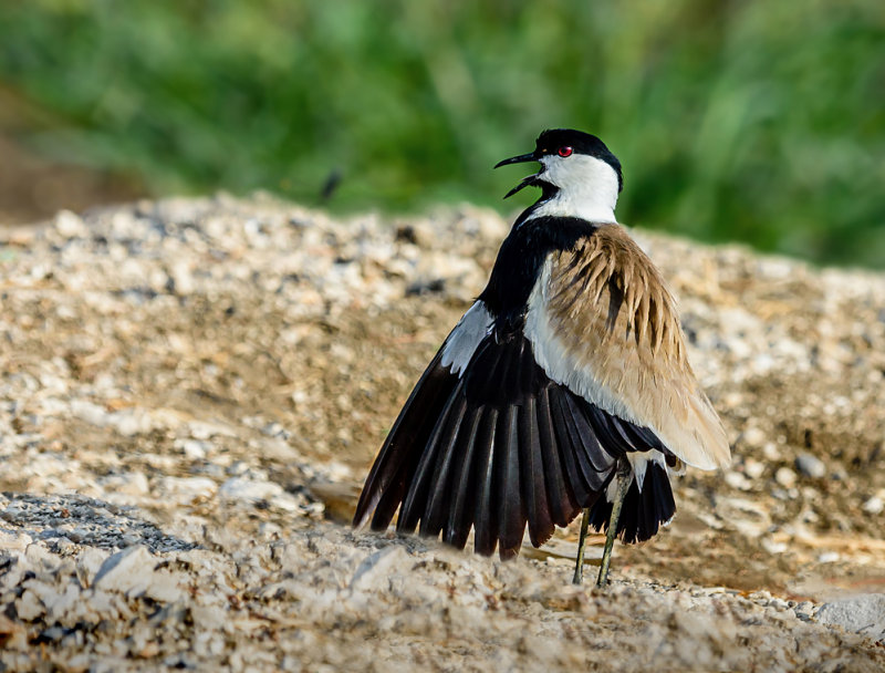 The opera singer