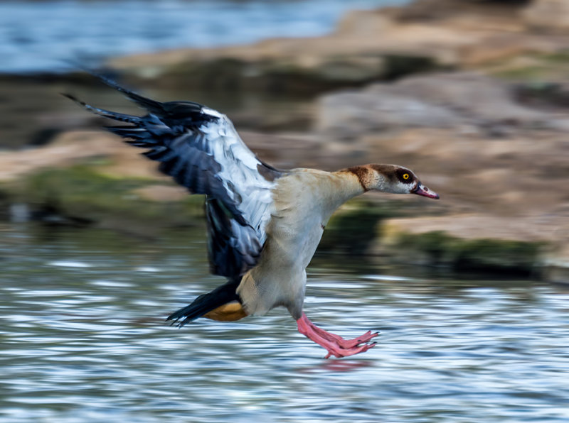 Egyptian Goose