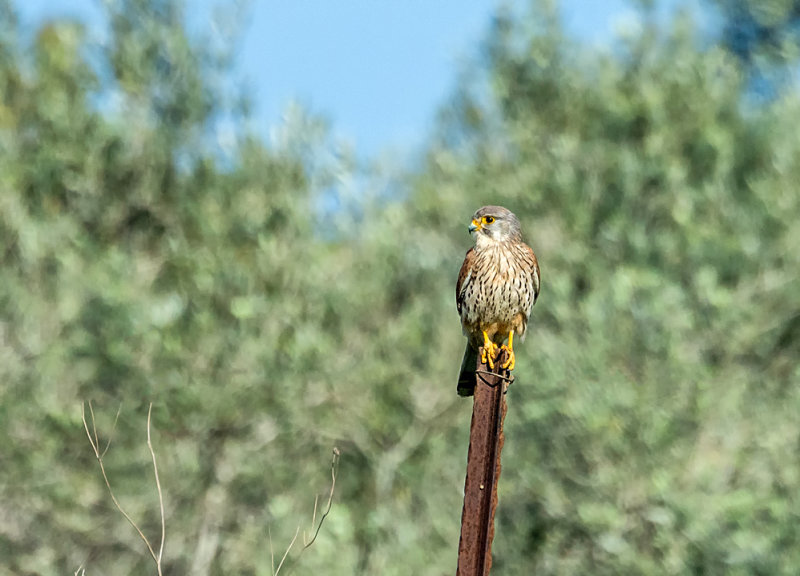 A Lonely Bird