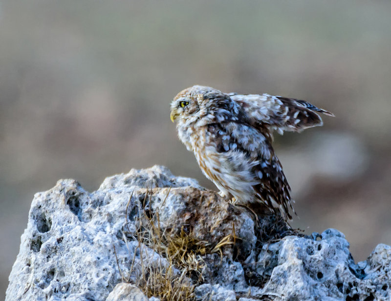 Traffic Policeowl