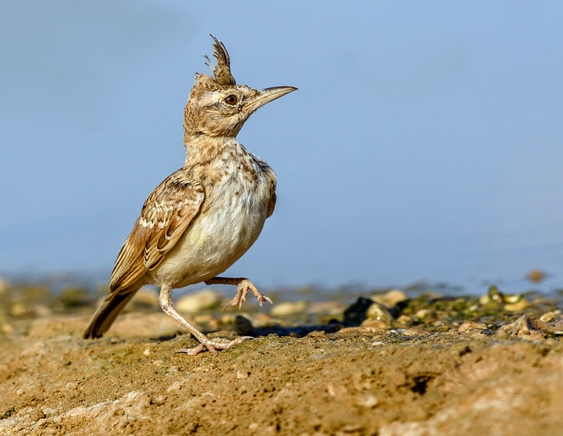 A Crested Chanticleer?