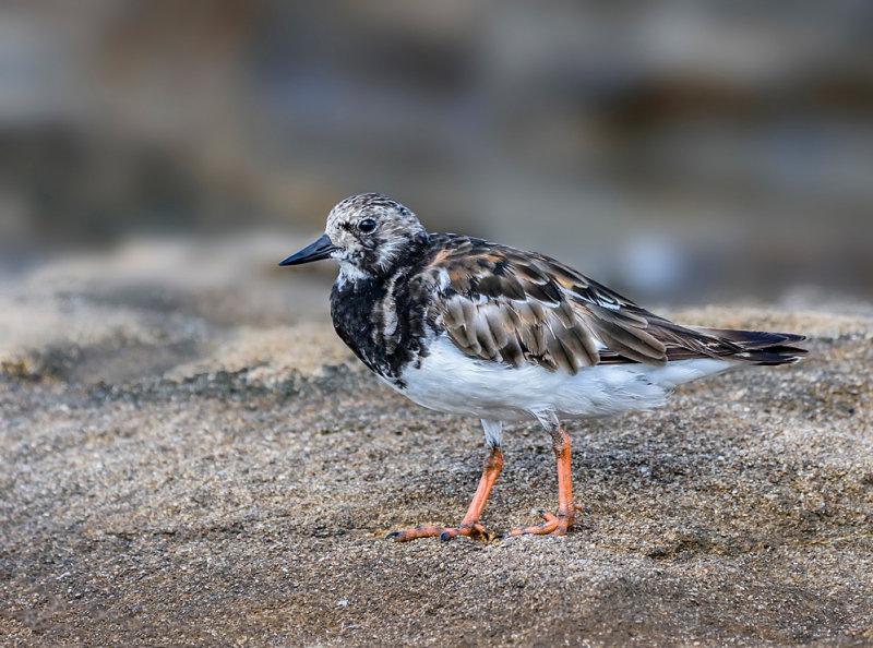 Ruddy Turnstone