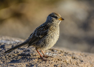 Morro Bay birds