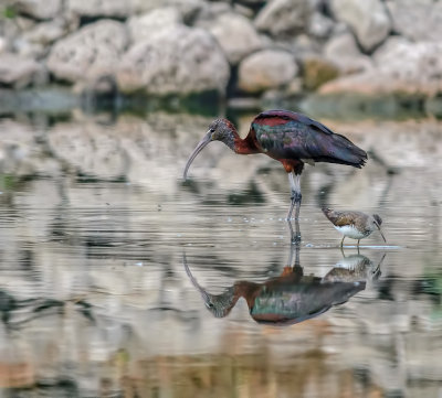 Magelan (Glossy Ibis)