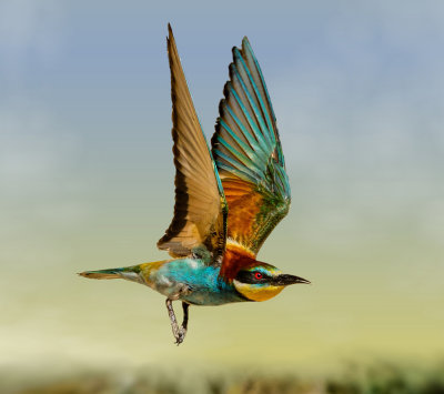 The bee-eater airshow