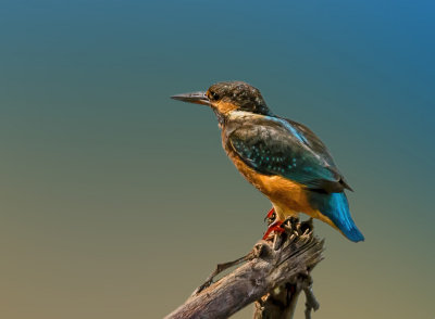 The king of all fisherbirds