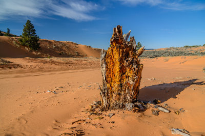 Coral pink Sand Dunes - Utah