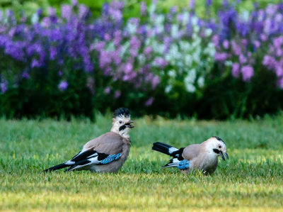 A couple of screaming jays