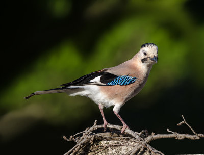 Jay-bird