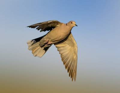 The Collared Dove