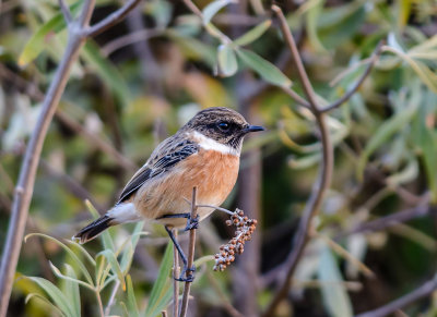 Stonechat in the thicket 