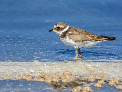 Young Common Ringed Plover