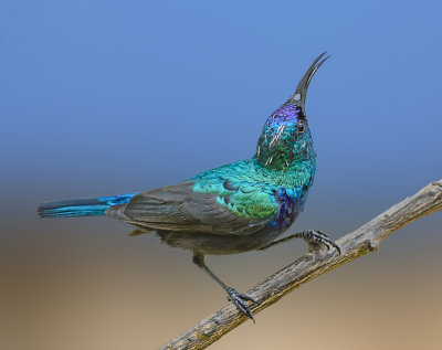 And another sunbird