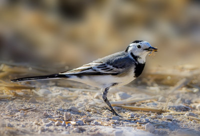 A wagtail meal