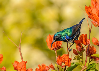 Sunbird