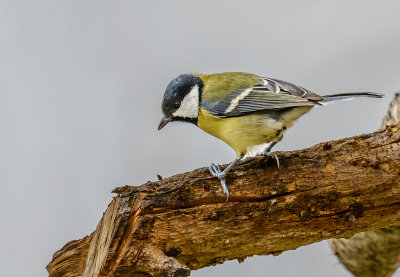 A very tiny Great Tit