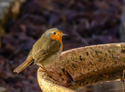 Robin is about to taking the morning bath