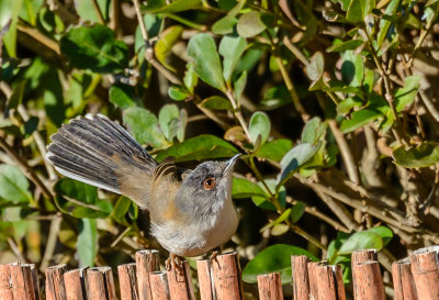 Sardinian Warbler