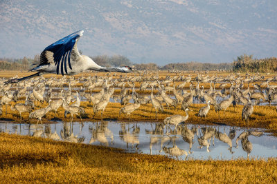 Grey Crane colonty