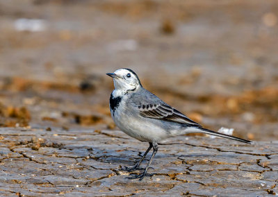 Wagtail